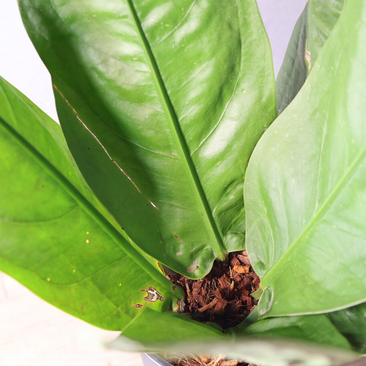 424 圧倒的存在感『アンスリウム スーパーバム ジャイアント』観葉植物