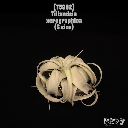 Tillandsia xerographica S〔ティランジア〕T5992