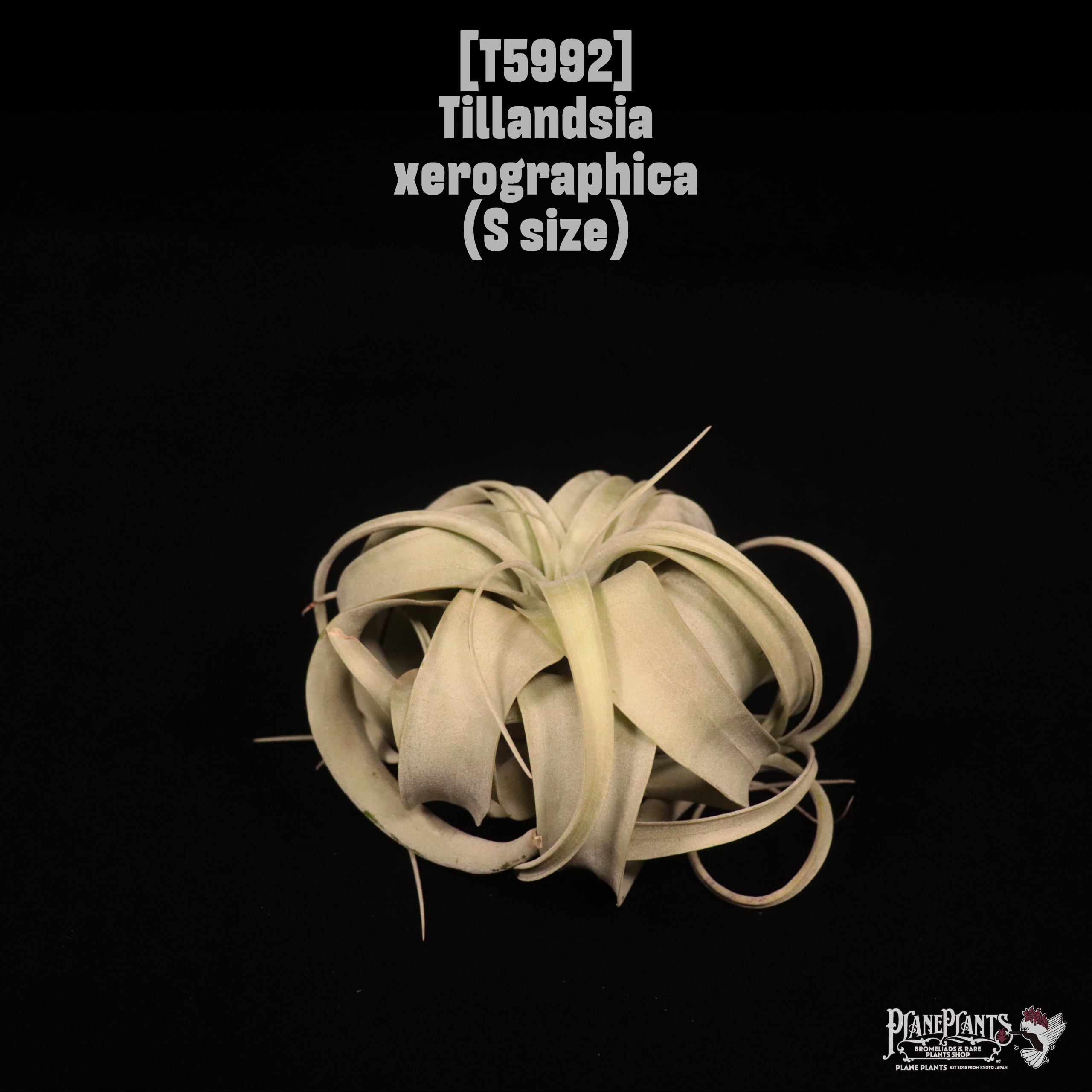 Tillandsia xerographica S〔ティランジア〕T5992