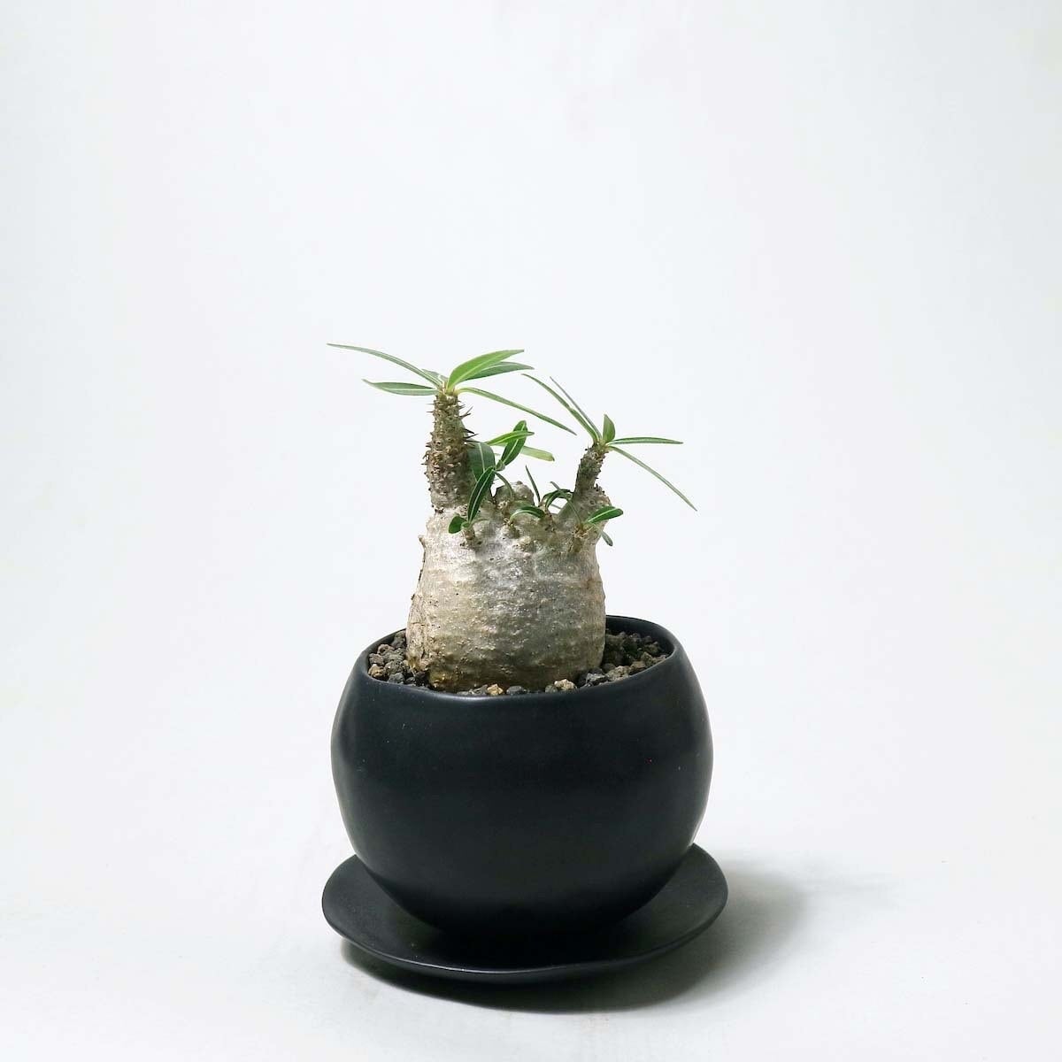 Pachypodium rosulatum var. cactipes no.01 | 1989_plants