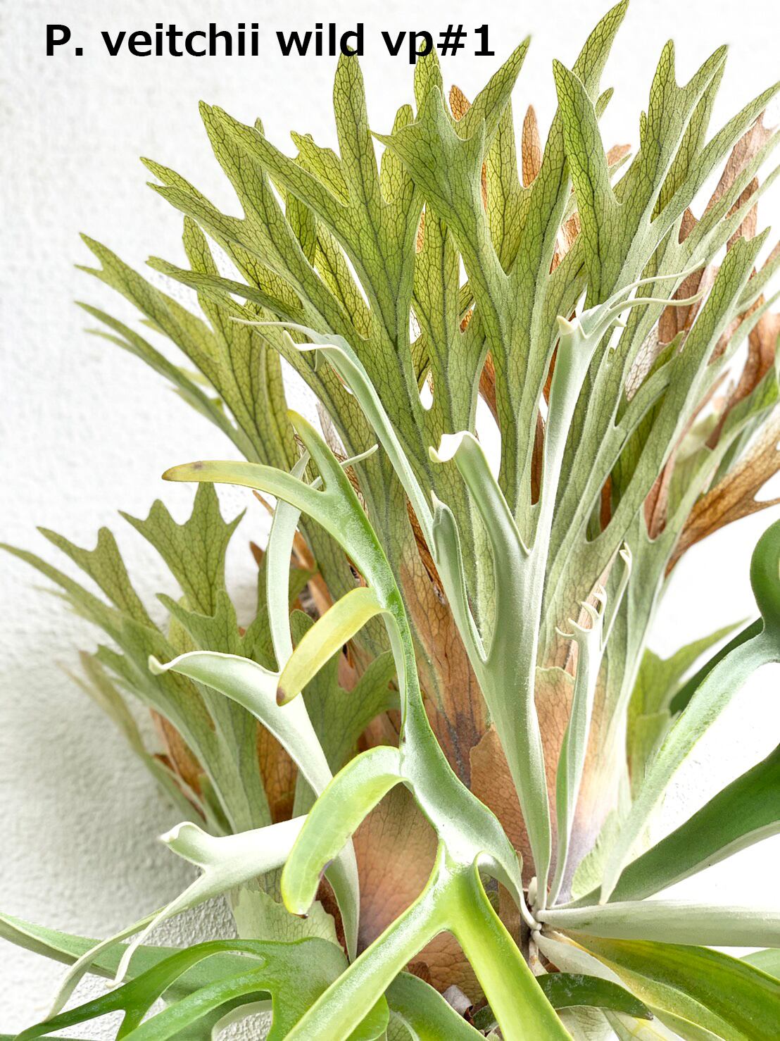 ビカク　シダ P.willinckii 'Spur' ミニュチュアビカク こんなビカクシダ