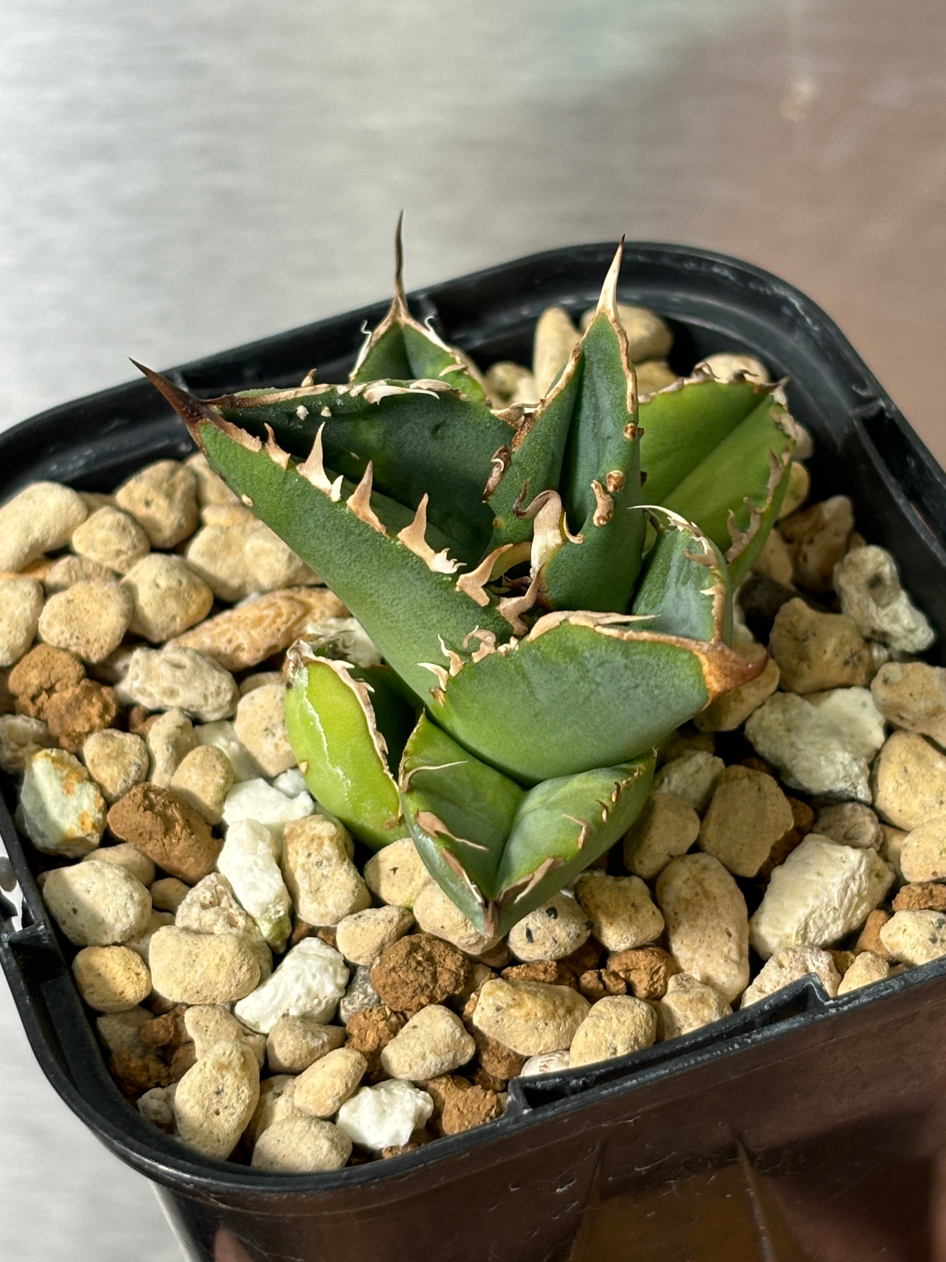 アガベ チタノタ オアハカ 現地球 多数発根済！【コレクション株・超