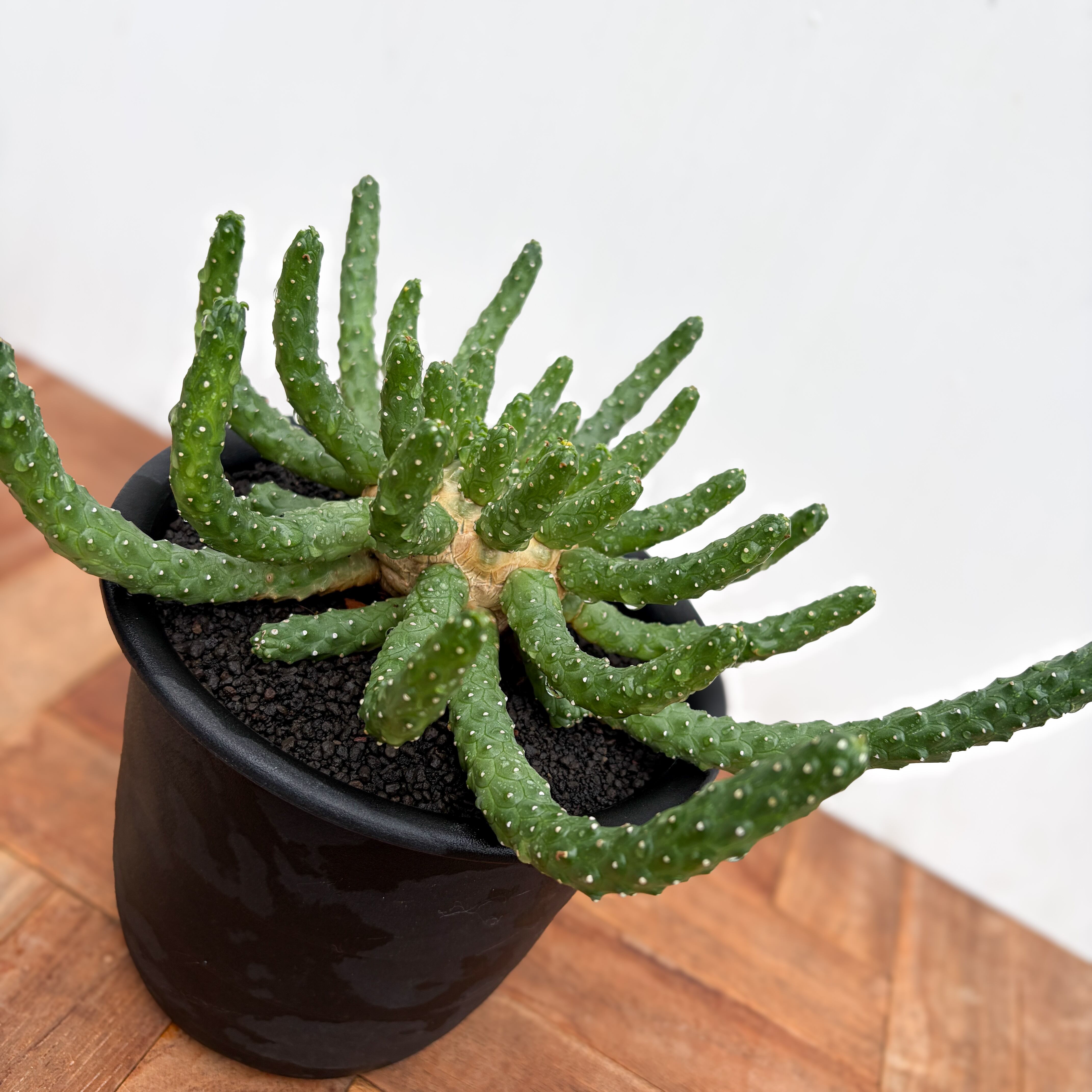 Euphorbia inermis【ユーフォルビア・イネルミス・九頭竜】 | RIMO'S