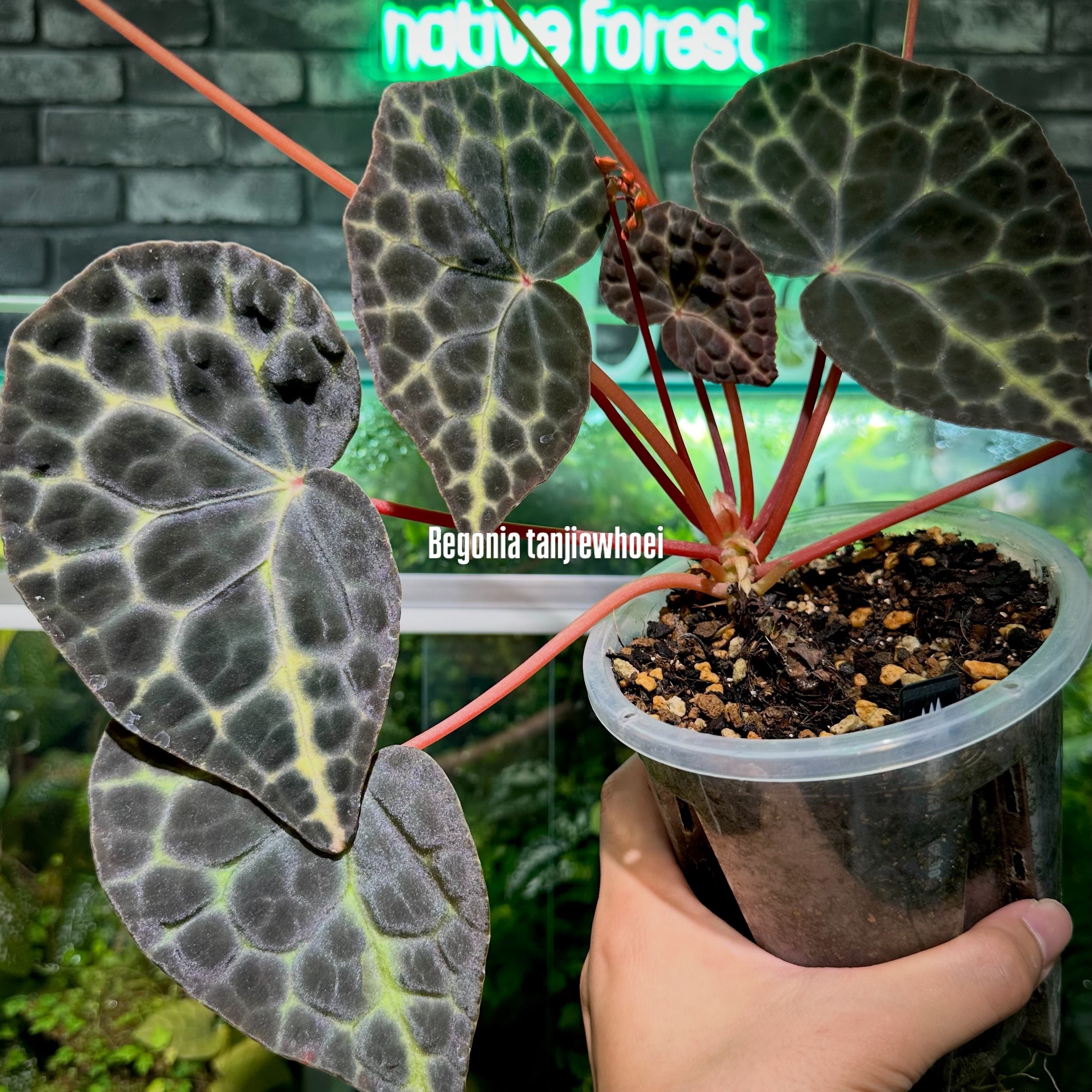 ベゴニア 出雲の煌星 斑入り -Begonia Izumo no Kiraboshi variegated