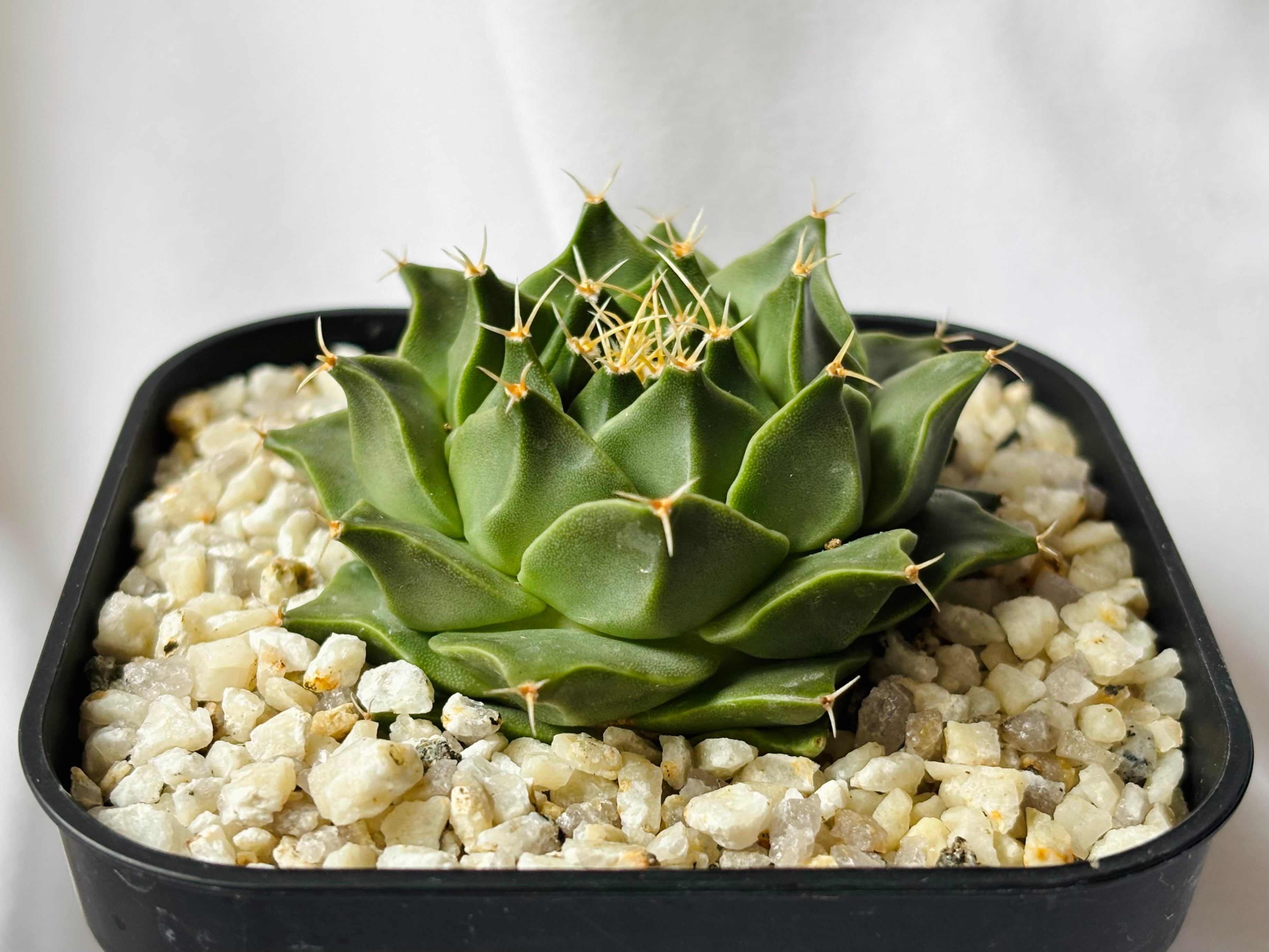 Obregonia denegrii オブレゴニア 大疣帝冠 サボテン