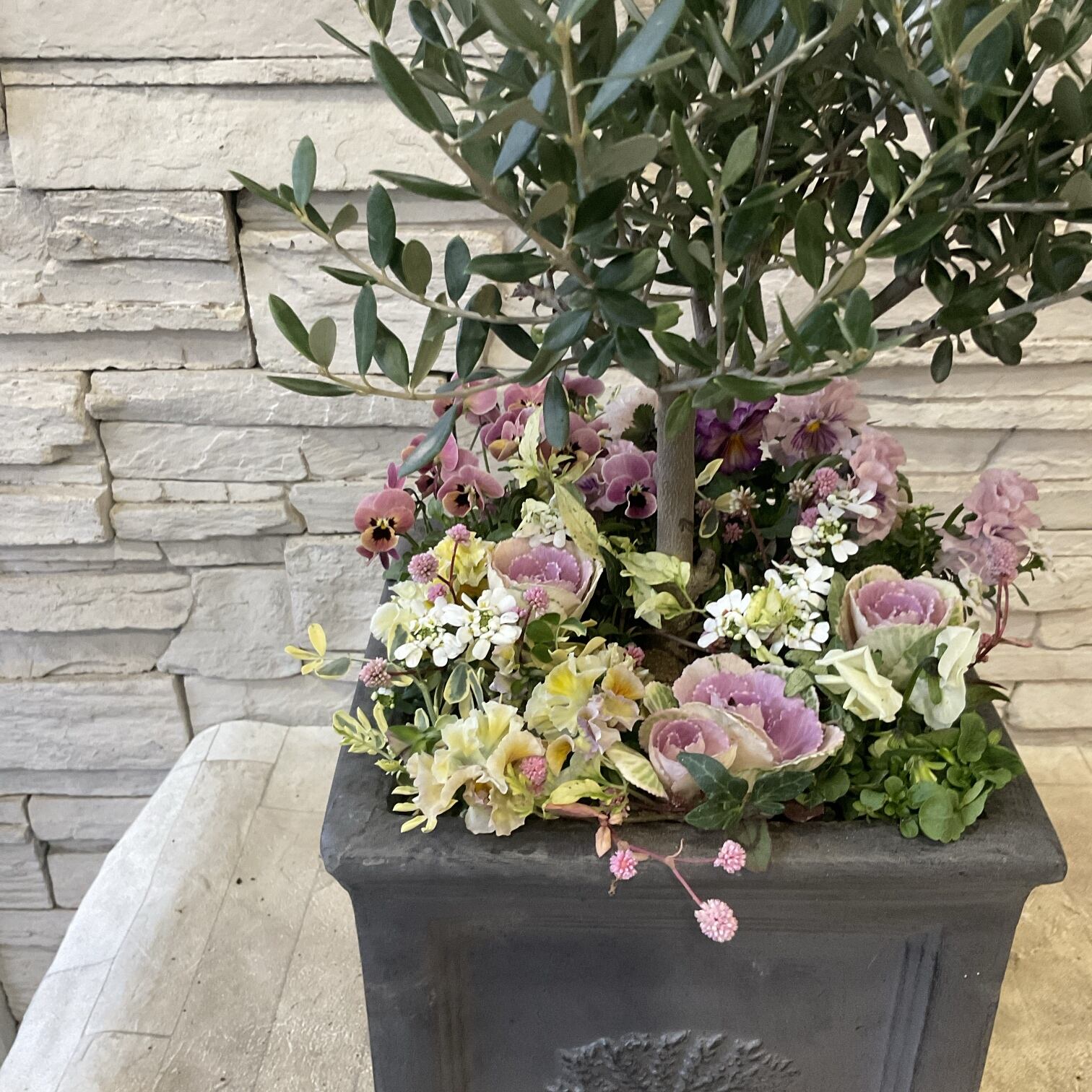 ご注文品】オリーブ株元寄せ植え | 橋本種苗園