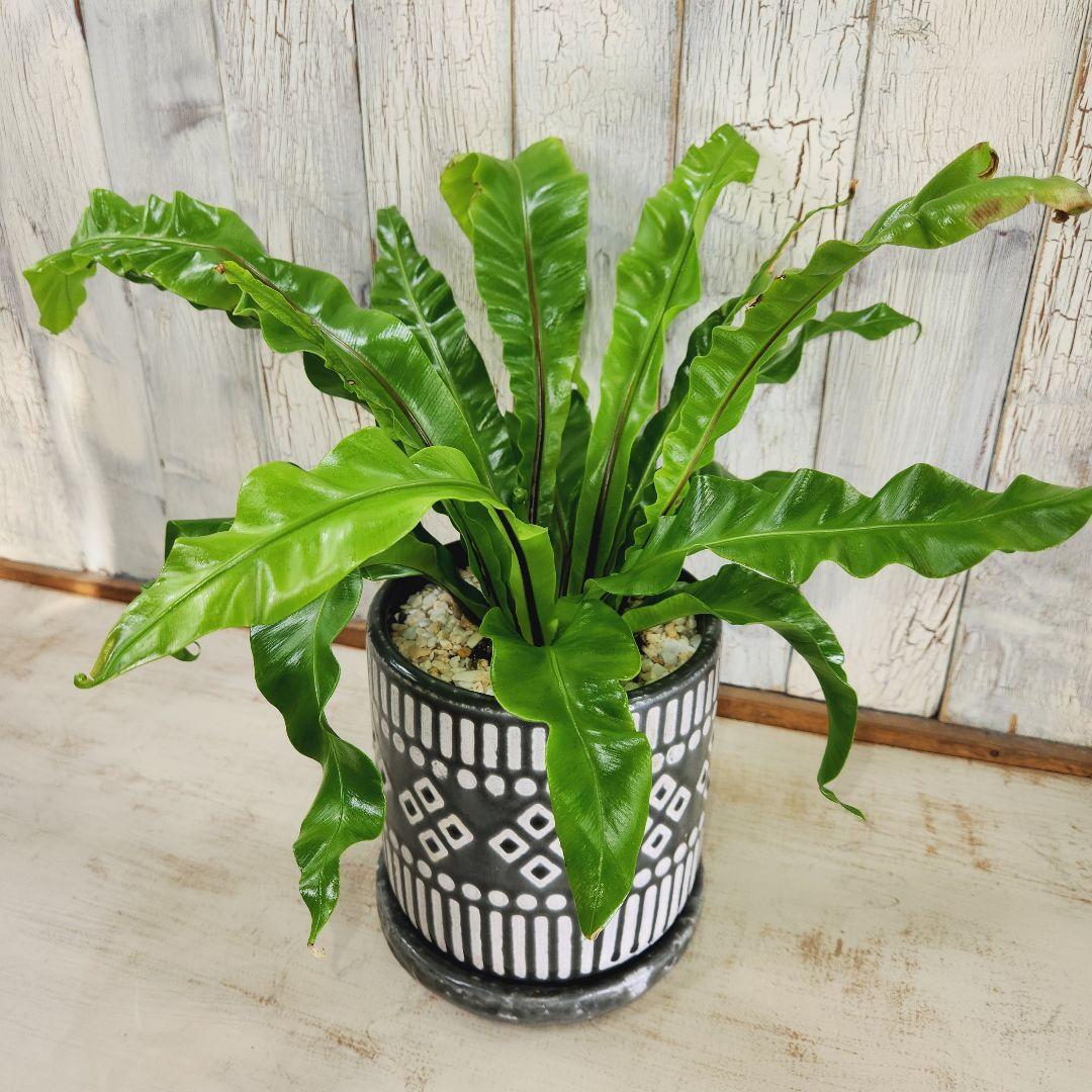 観葉植物 アスプレニウム ユニコーン | 陽華園