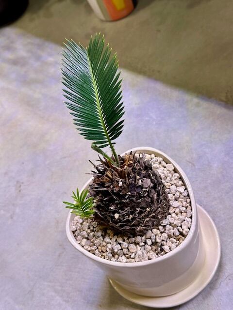 ソテツ　蘇鉄　プラポット　8ポットセット ソテツ 蘇鉄 プラポット 8ポットセット 屋外向き】【おしゃれ オシャレ