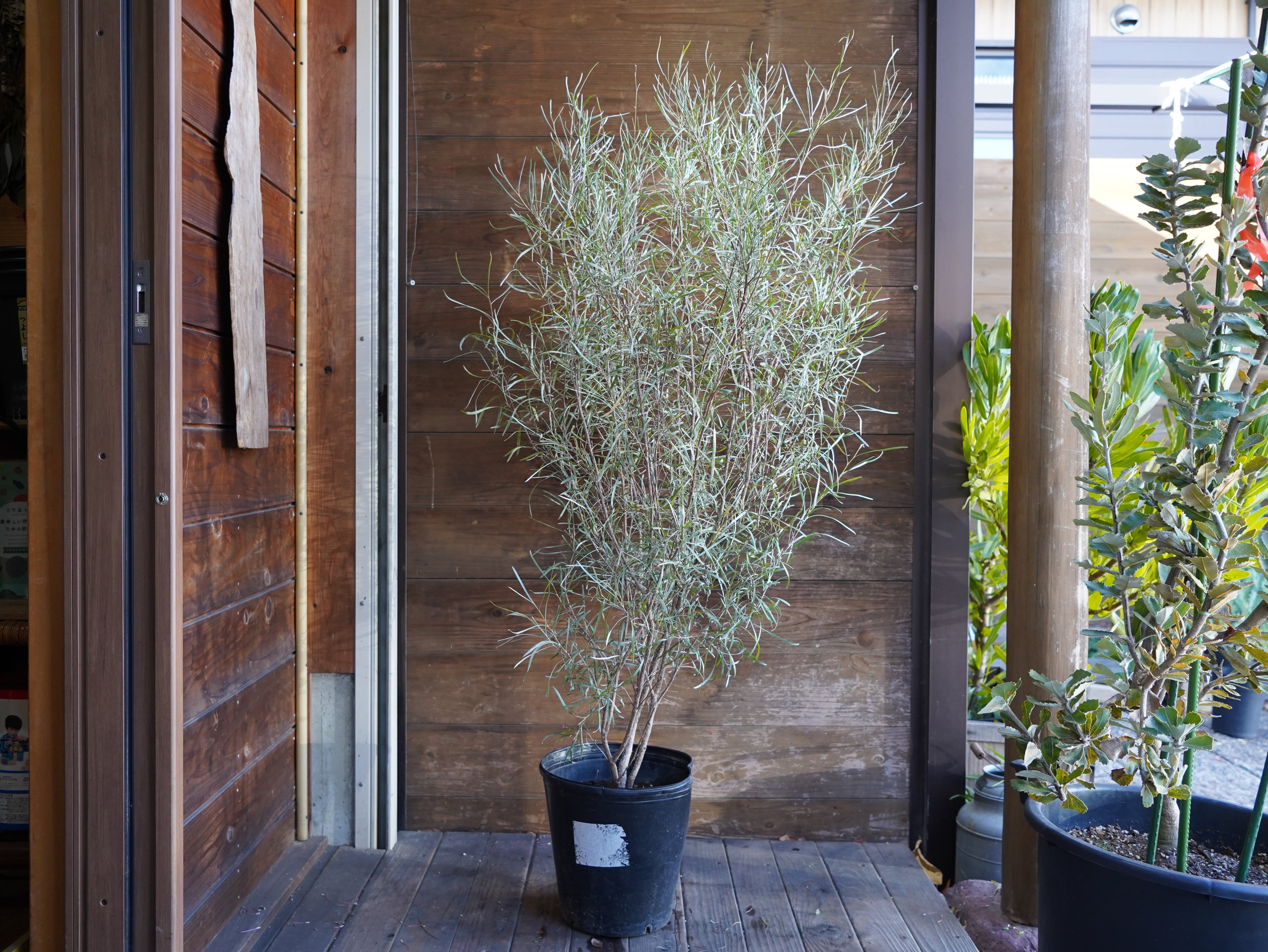 【現物】グレビレア　”エンドリチリアナ”