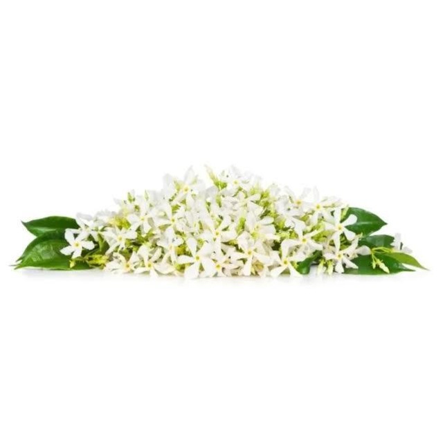 アロマオイル Neroli ネロリ 10ml エッセンシャルオイル 精油 天然成分100 Akarz アロマテラピー アロマセラピー Micor ナチュラルエッセンシャルオイル Akarz専門店