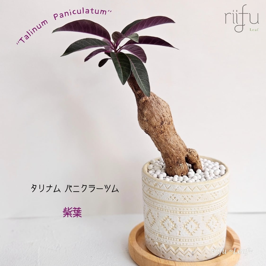 〚タリナム パニクラーツム 紫葉 〛レア★Talinum Paniculatum 塊根植物 コーデックス ポット発送