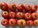 自然栽培トマト二種