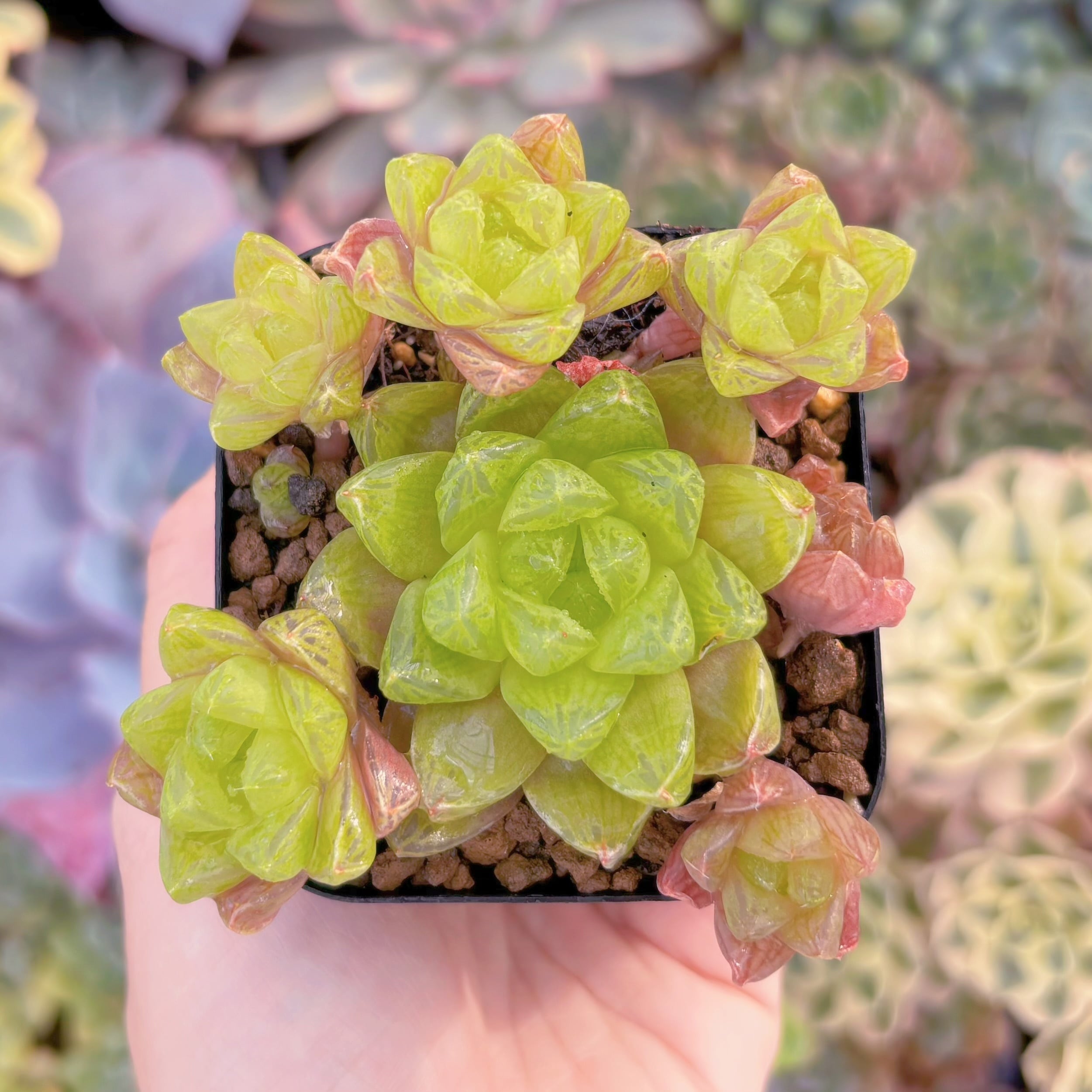 現品　ハオルチア　ウンブラティコーラ#640　群生　古株　るる農園