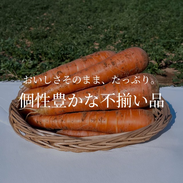 【訳あり】ニセコ産 土付きにんじん（天翔五寸） 約9.5kg 【サイズ混合】 鮮度保持のための土付き発送