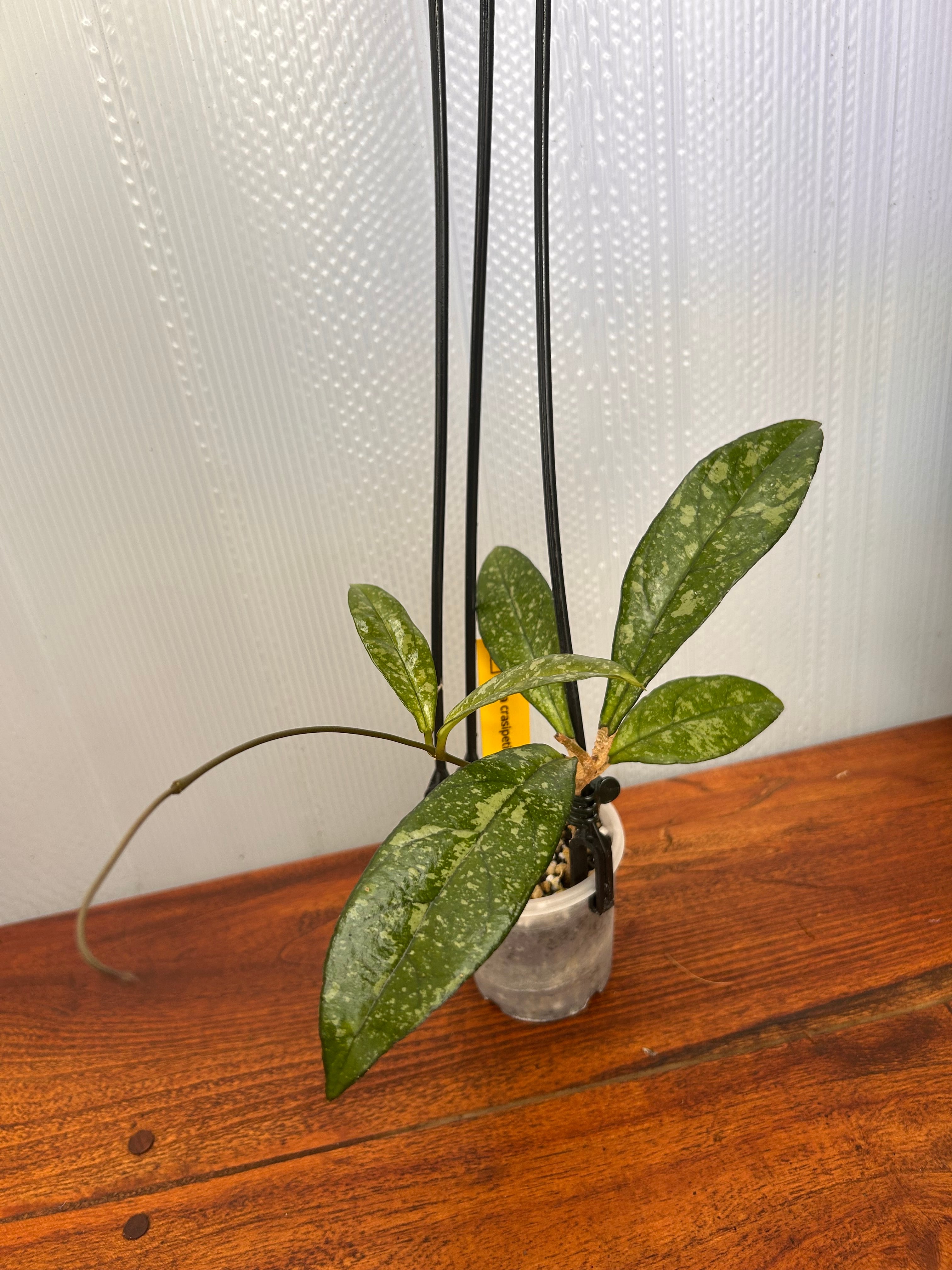 Hoya | BALI-AN 園芸