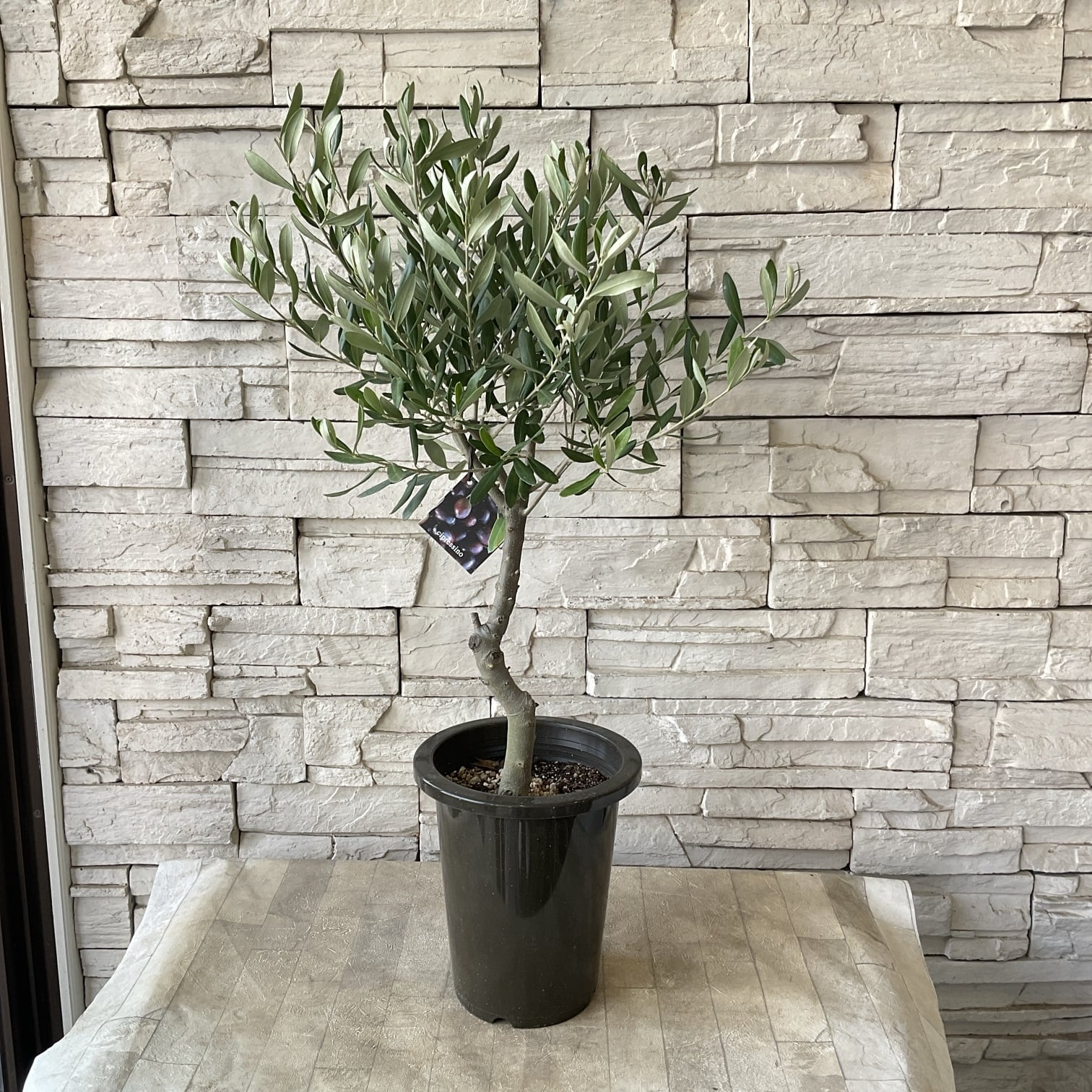 送料無料】【souju】香川県産オリーブの木 シプレッシーノ 6号鉢