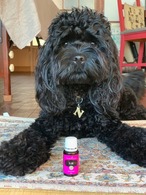 受注制作「あのね、あのね。」ネロリ