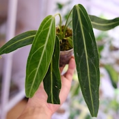 アンスリウム ワロクアーナム / Anthurium Warocqueanum㉖ / 観葉植物<育て方・花言葉>