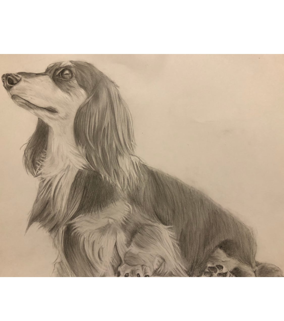 鉛筆で描くペット似顔絵 | 似顔絵屋TAKA