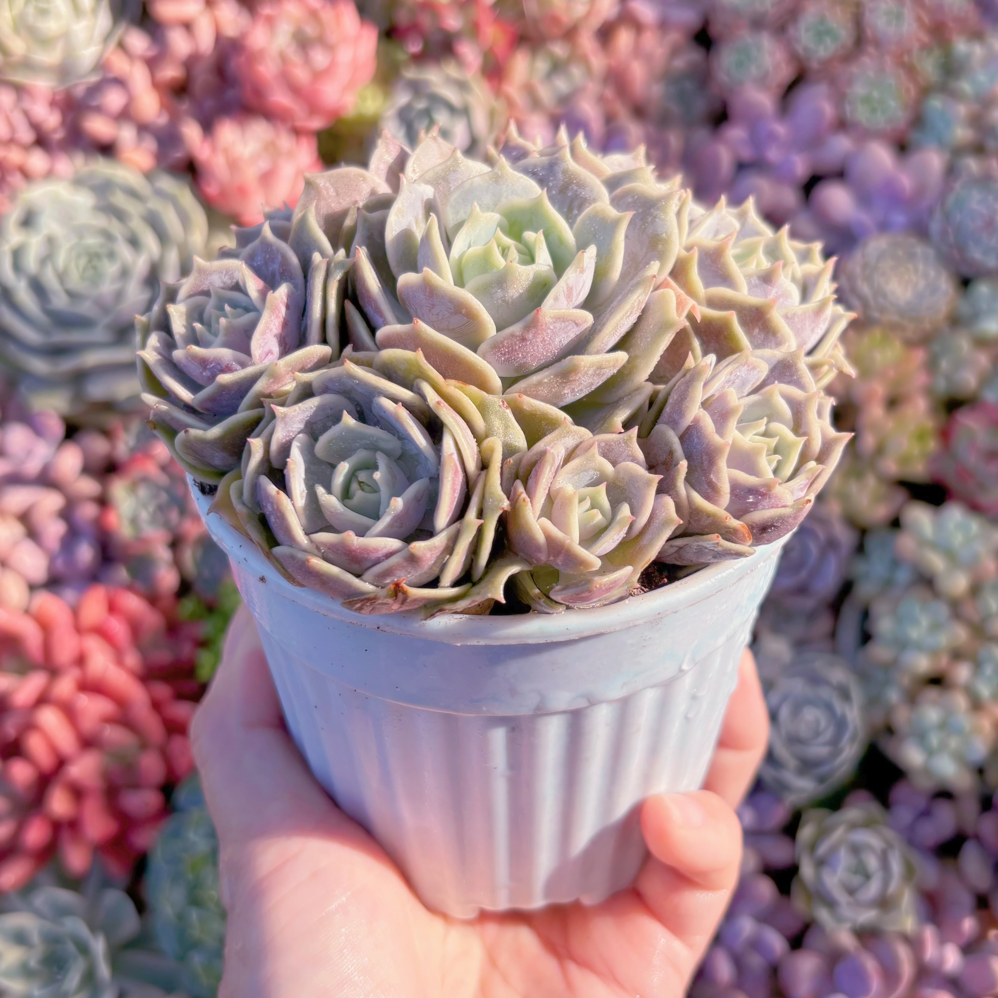 現品 ローラ#A030 るる農園 | るる農園~多肉植物専門