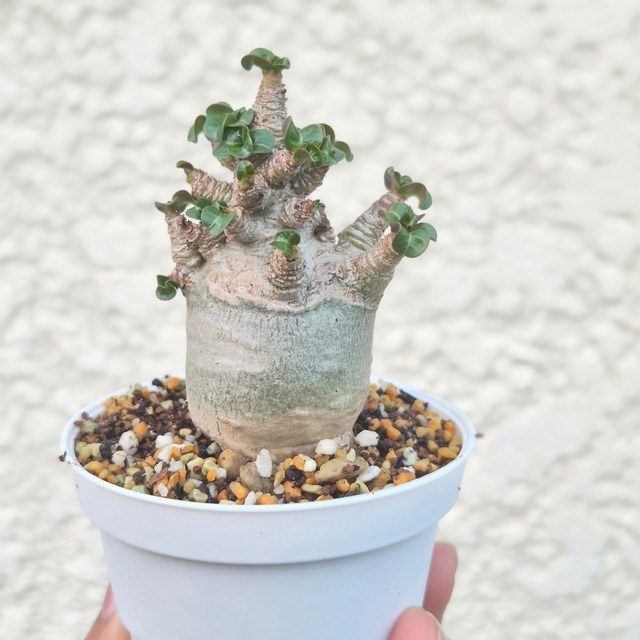 Mサイズ2.《 Adenium Arabicum D.H.A》アデニウム アラビカム 獅子葉 ドーセットホーン 塊根植物 巻葉