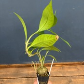 Hydnophytum cf. lauterbachii Siuthern Nabire, Central Papua【119】