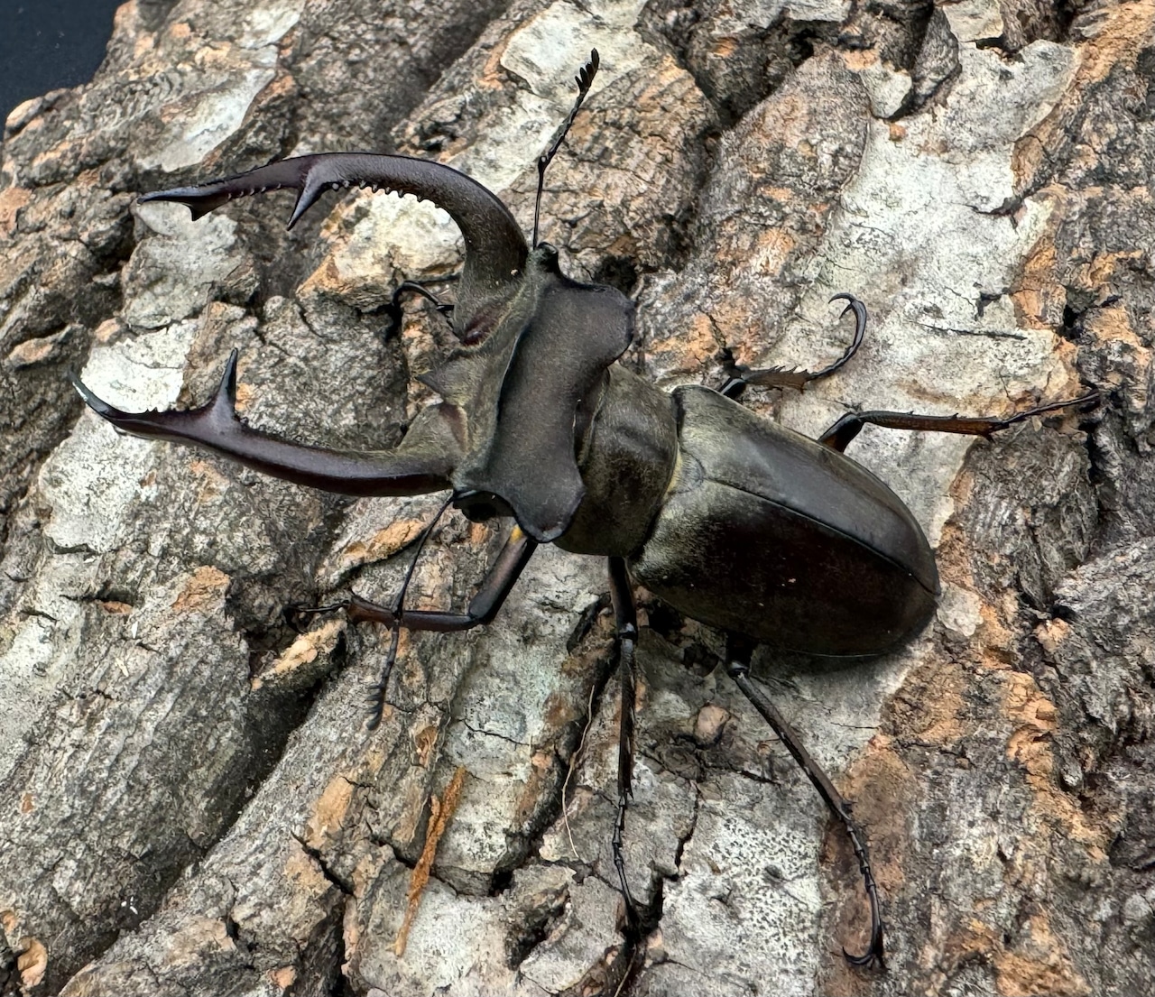 【WD】大型《クラーツミヤマ原名亜種 63mm ペア》