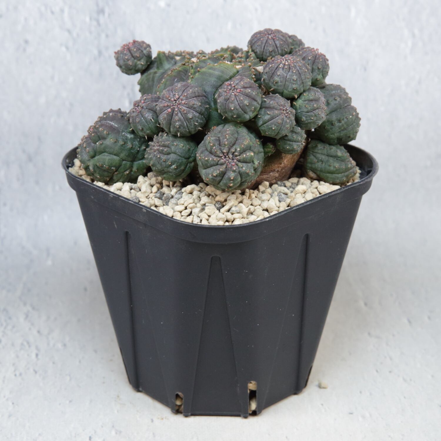 厳選株】最大幅 約10cm 仔吹き 円扇石化 オベサ / ユーフォルビア