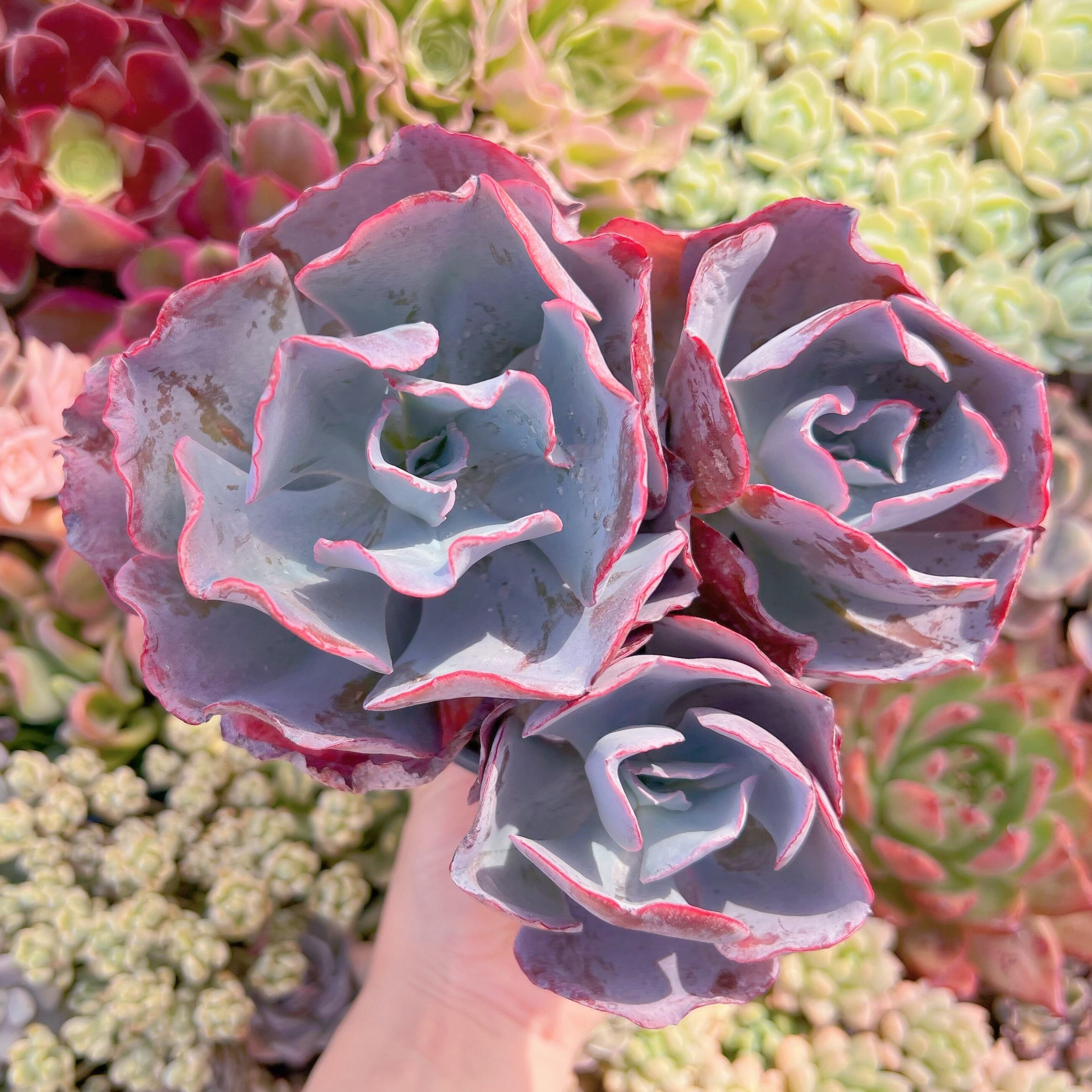 現品　ミランダ#224　大群生　新入荷　るる農園