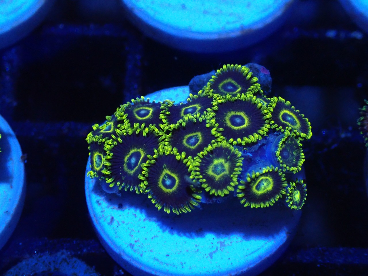 【一ヶ月熟成】Zoanthus FromMakassar 7