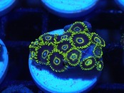 【一ヶ月熟成】Zoanthus FromMakassar 7