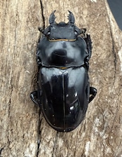 【WD】《インターメディアツヤクワガタ ガントン産 86mm ペア》