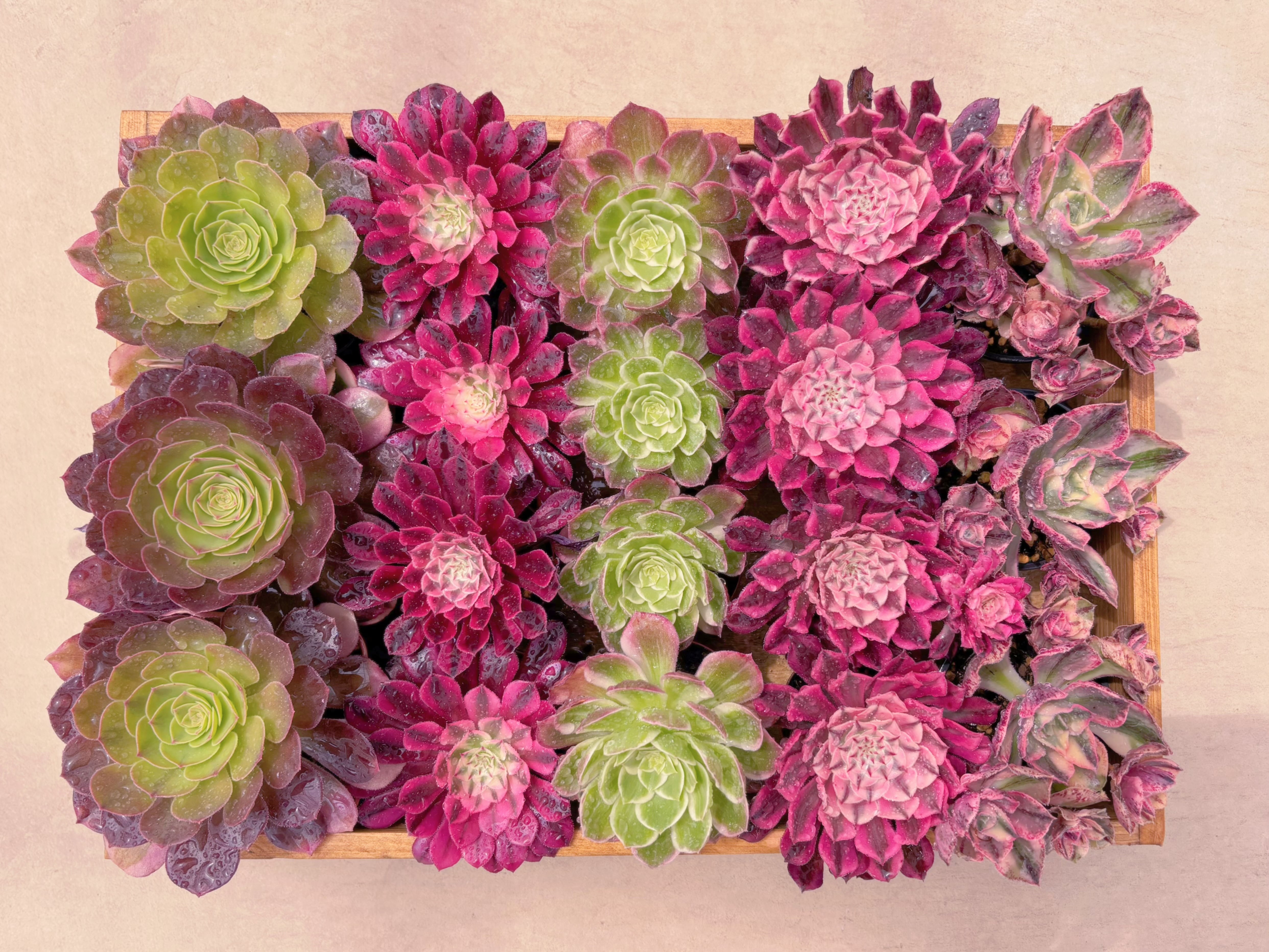 BASE販売会アエオセット005