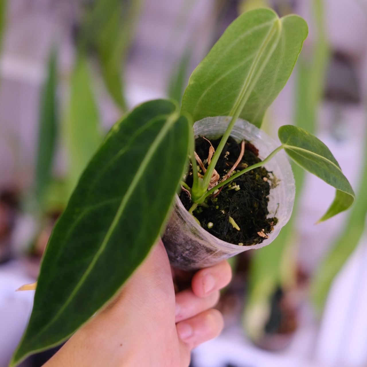 アンスリウム ワロクアーナム│Anthurium Warocqueanum②│観葉植物