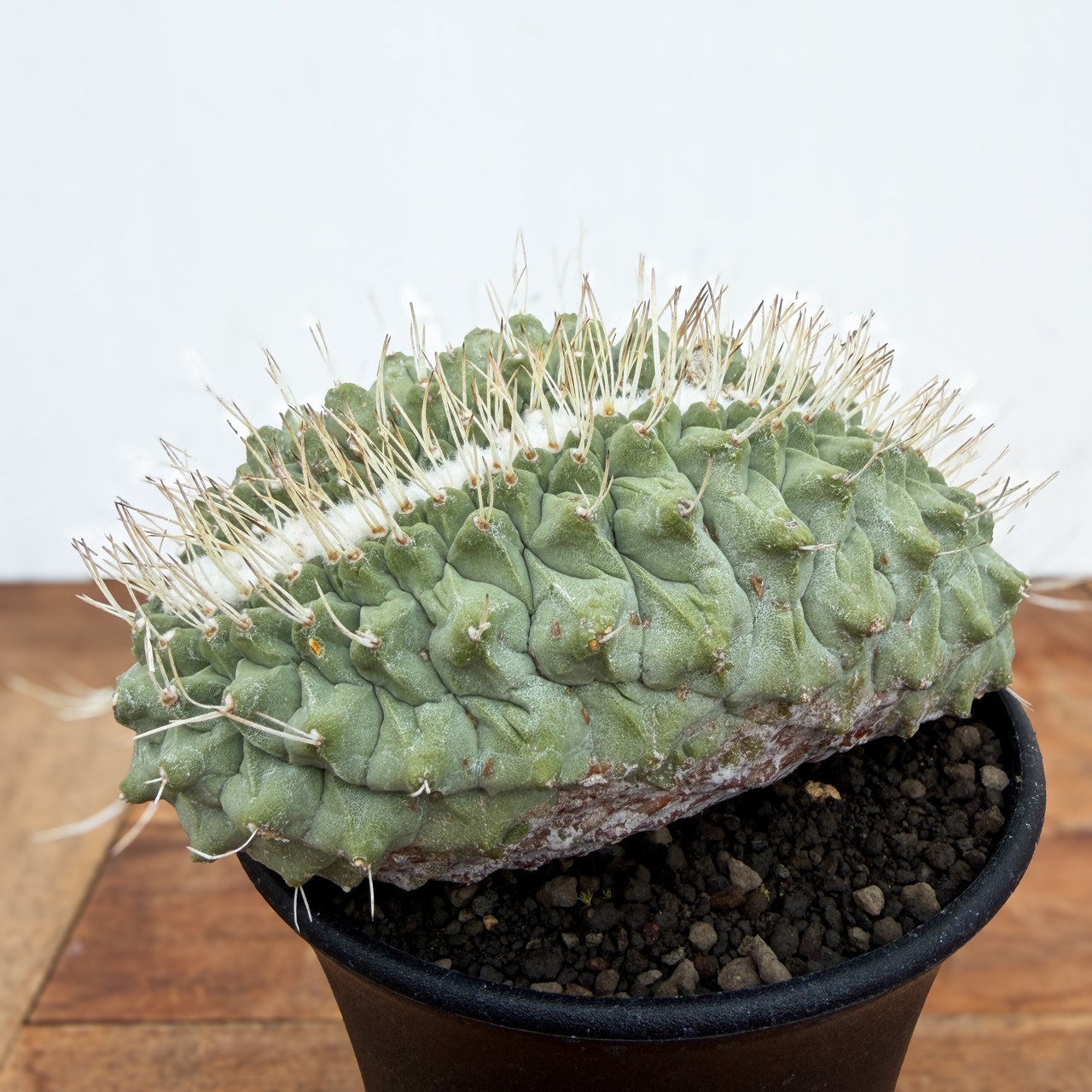 Storombocactus disciformis【ストロンボカクタス・菊水綴化】
