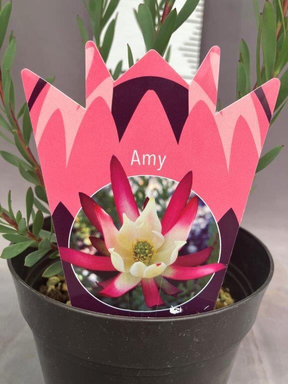 リューカデンドロン【エイミー】5号 | 日本ライン花木センター