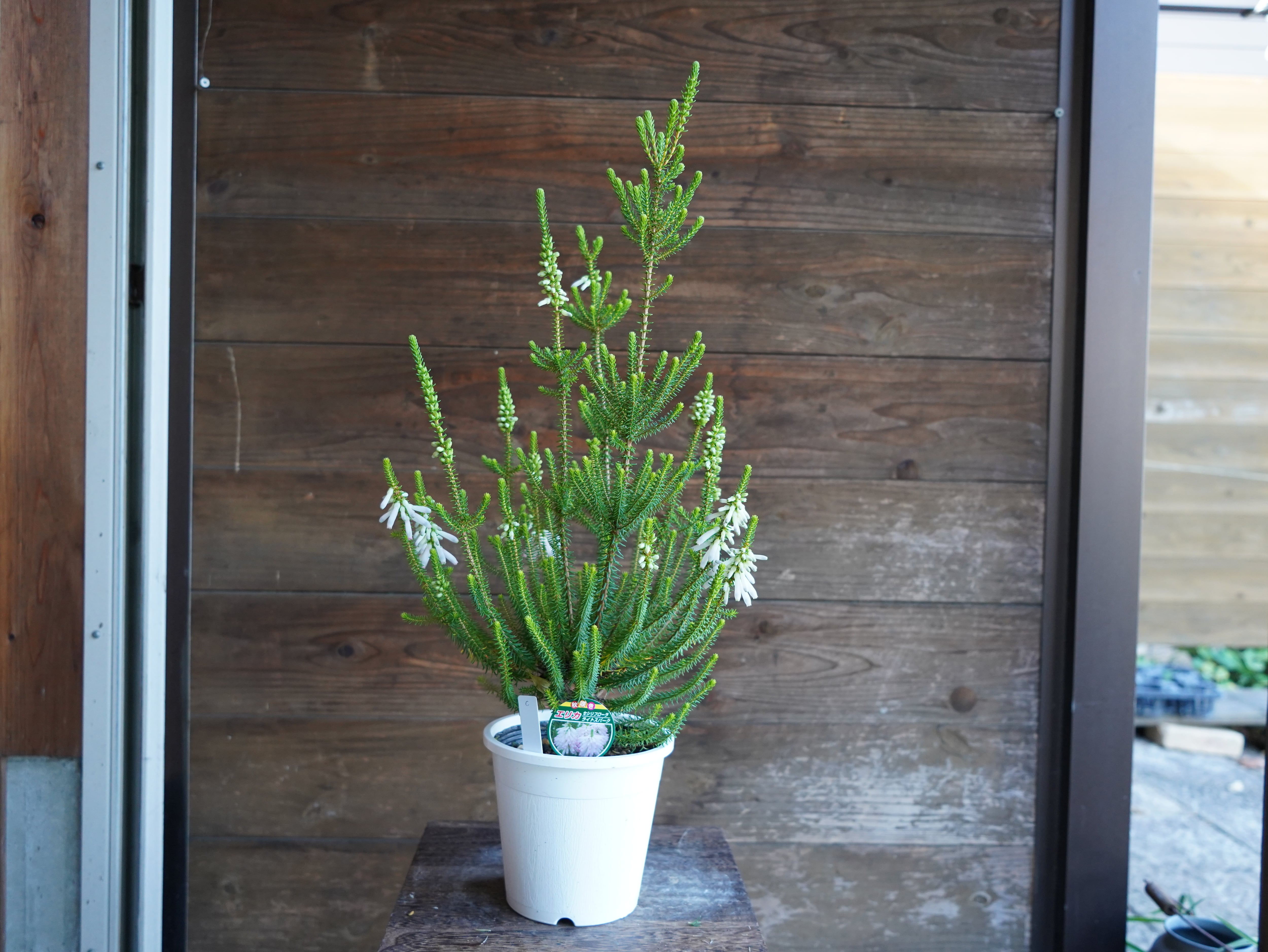 【現物】エリカ　Ｓ．’ライトスパーク’　C