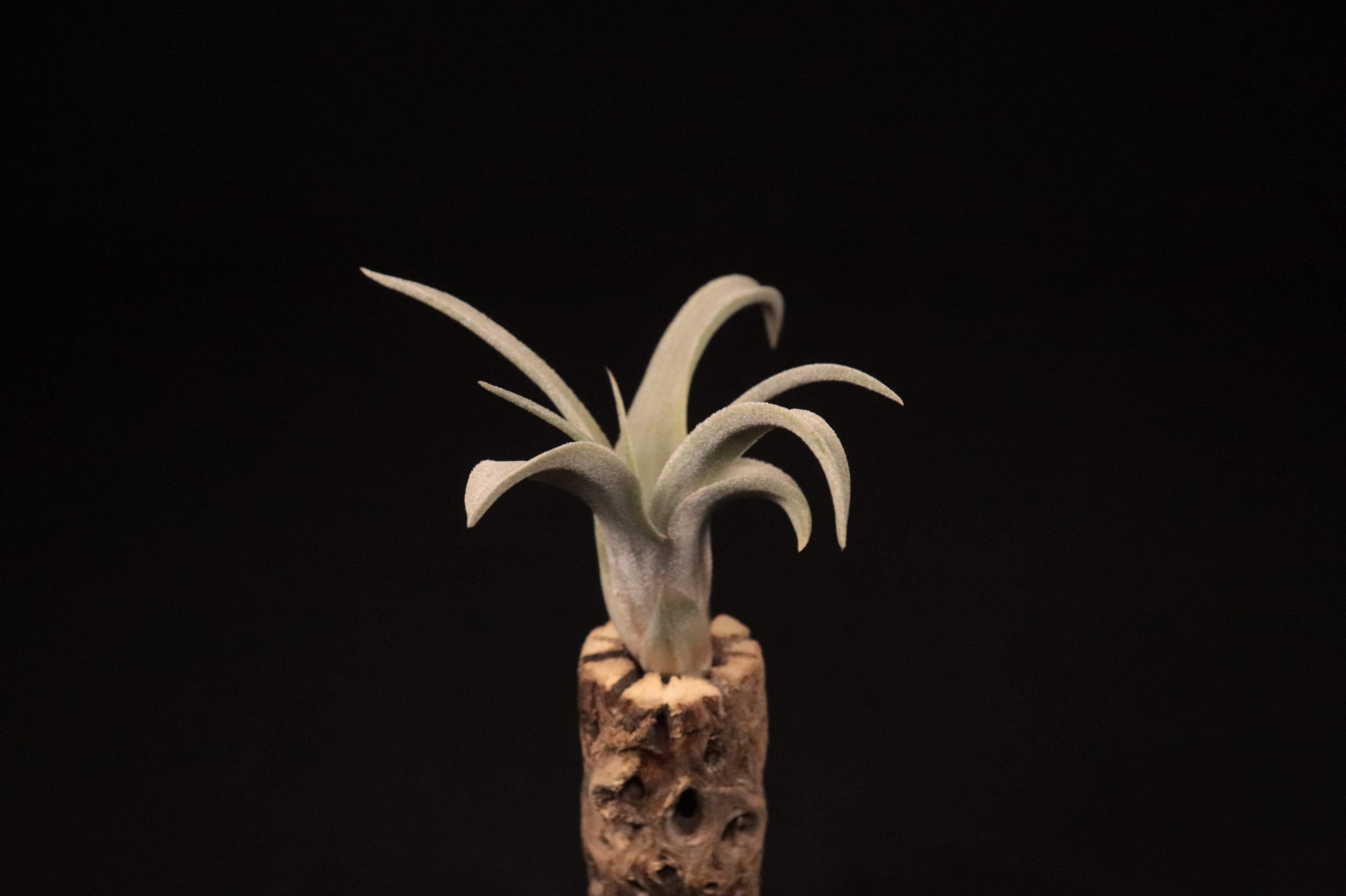 reserved】'Bea Correale'〔エアプランツ〕現品発送T3765 | plane plants