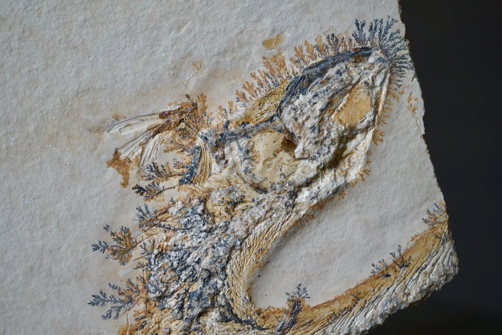 dendrite | 叙景 jokei