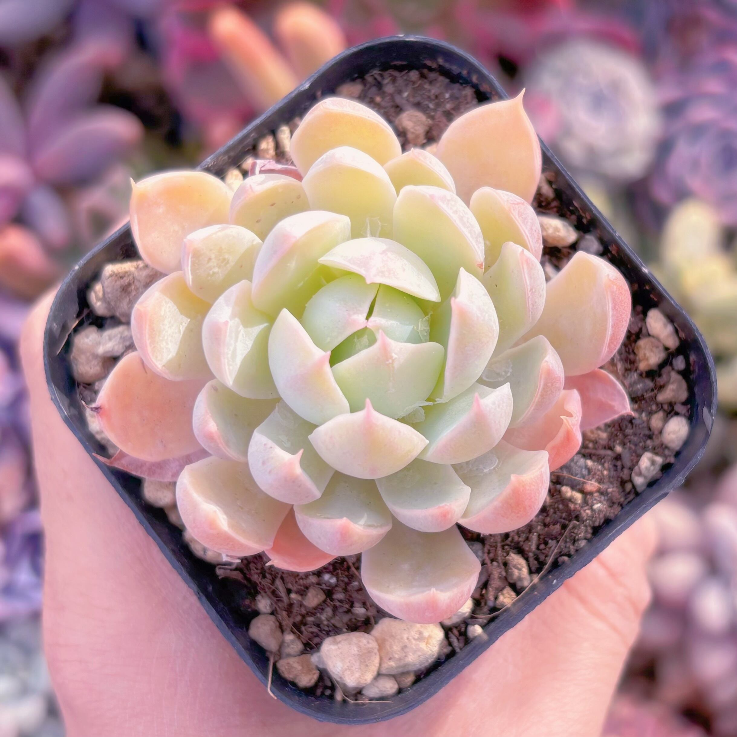 現品　ピンクエコー#656　古株　るる農園