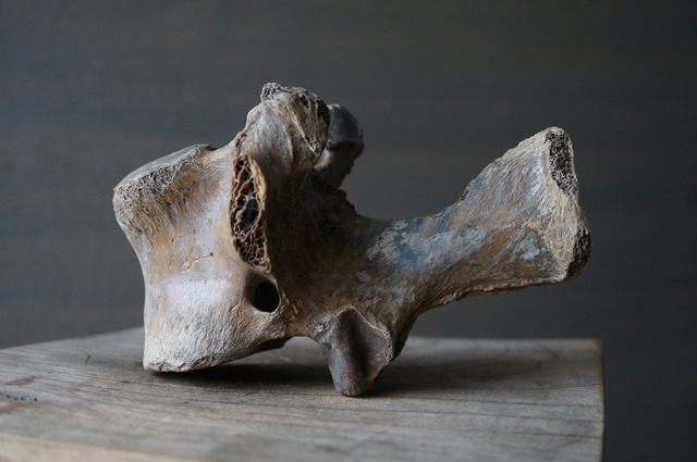 黒龍江省産古代大型哺乳類脊椎骨  Vertebra 2394
