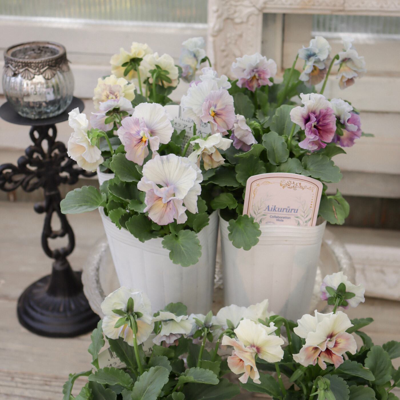 フリル咲きビオラ 'アイクルール' 優美で幻想的な虹のような