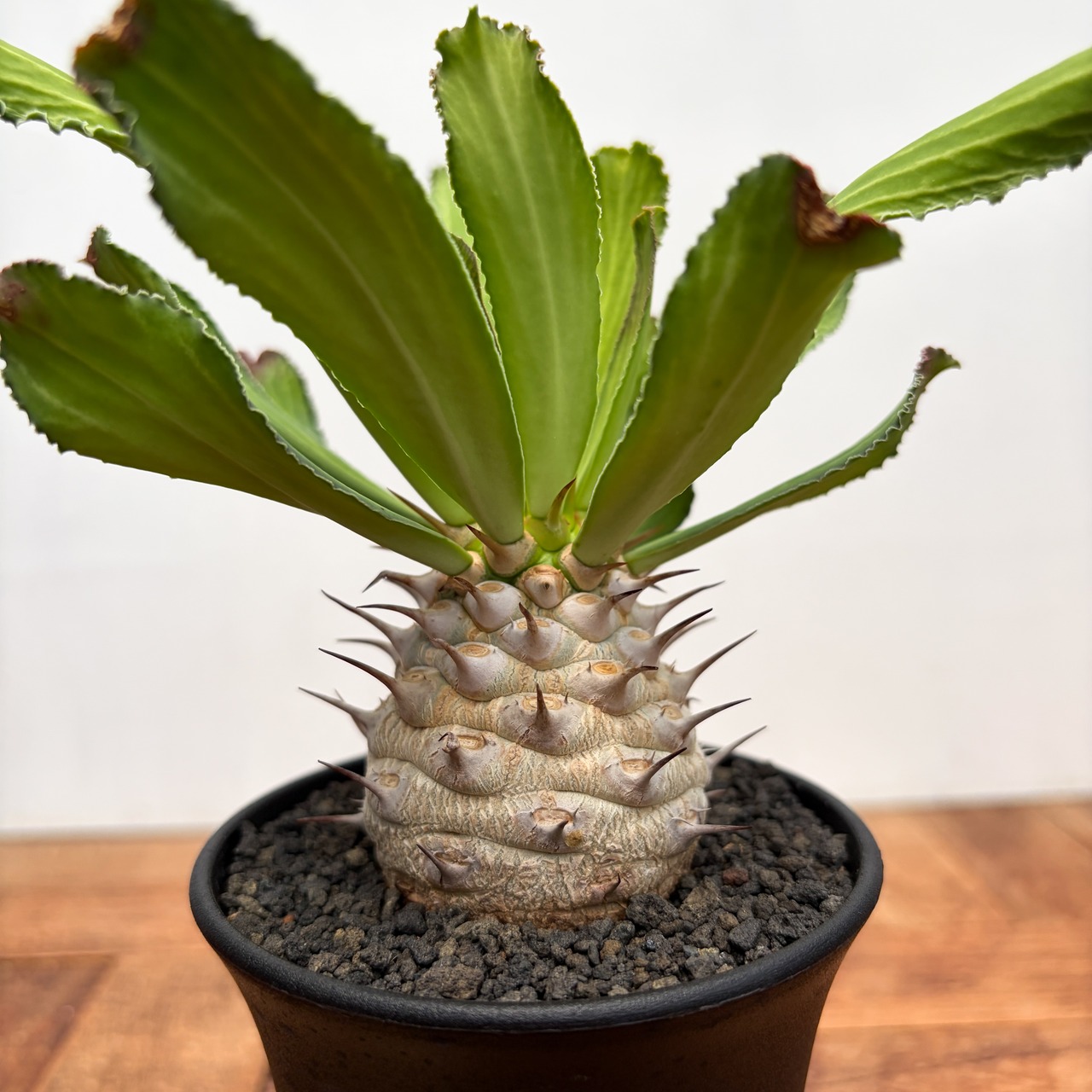 Euphorbia venenifica【ユーフォルビア・ベネニフィカ】