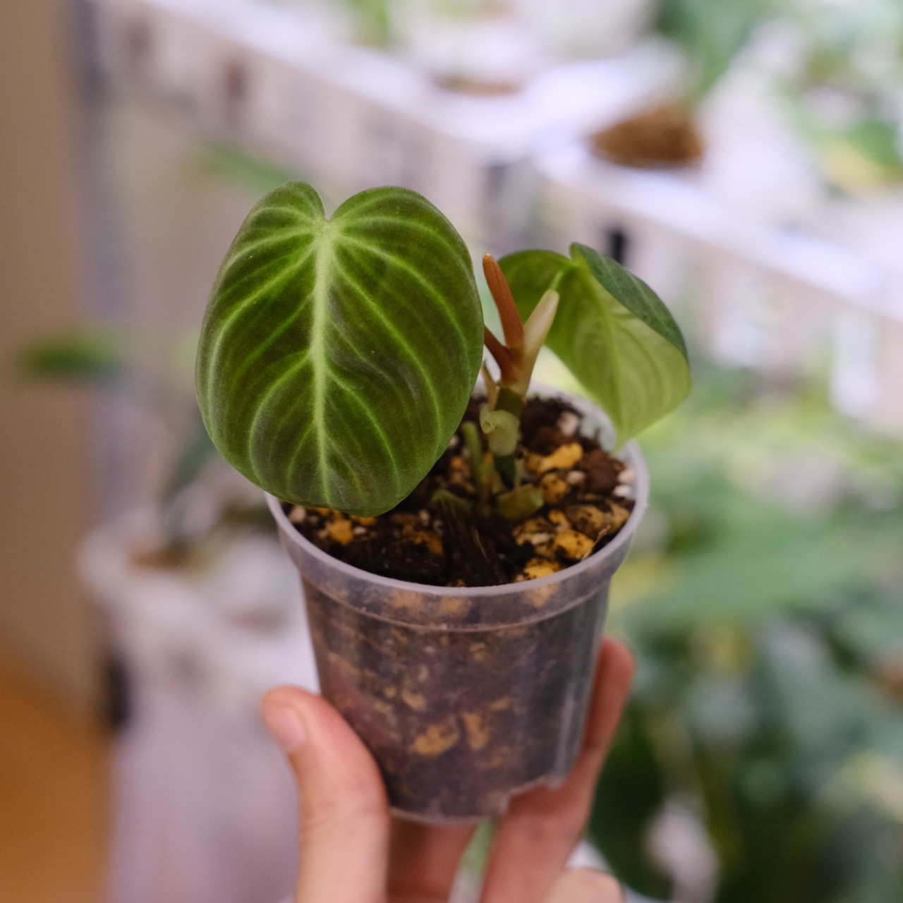 フィロデンドロン エルチョコレッド / Philodendron rubrijuvenile "El Choco Red"② / 観葉植物<育て方・花言葉>