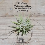 【送料無料】イオナンタ ハミムラ S〔エアプランツ〕現品発送T0854