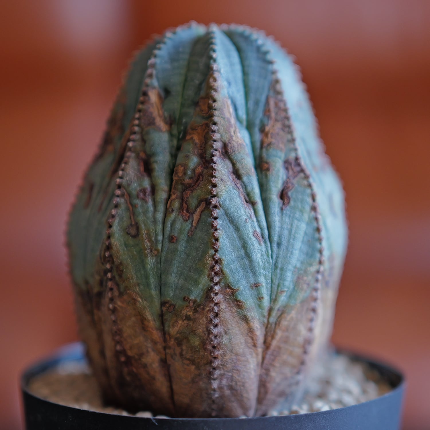 ユーフォルビア オベサ | LIGHTHOUSE.PLANTS - 海外実生株の