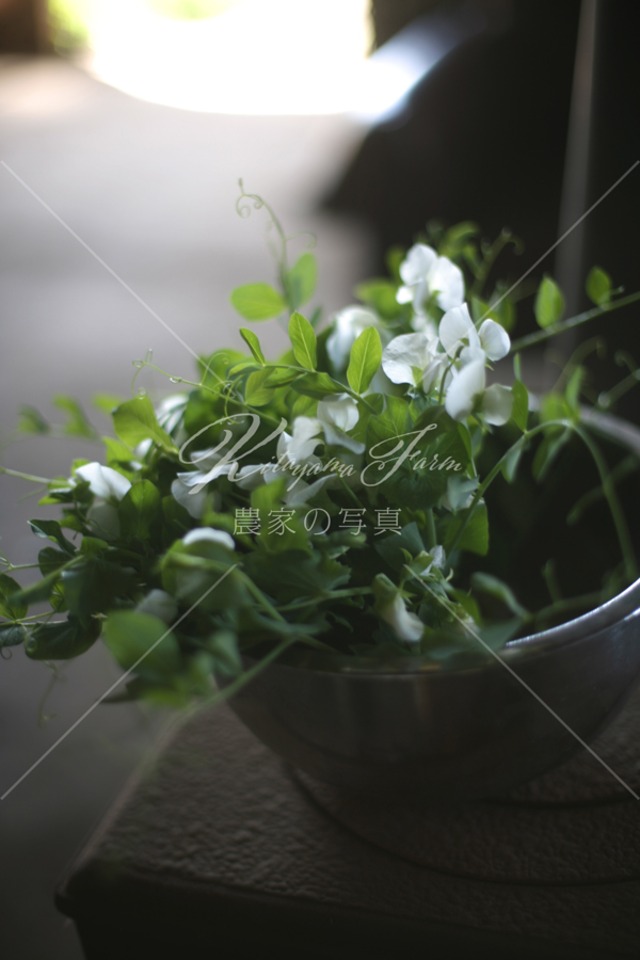 056 さやえんどうの花
