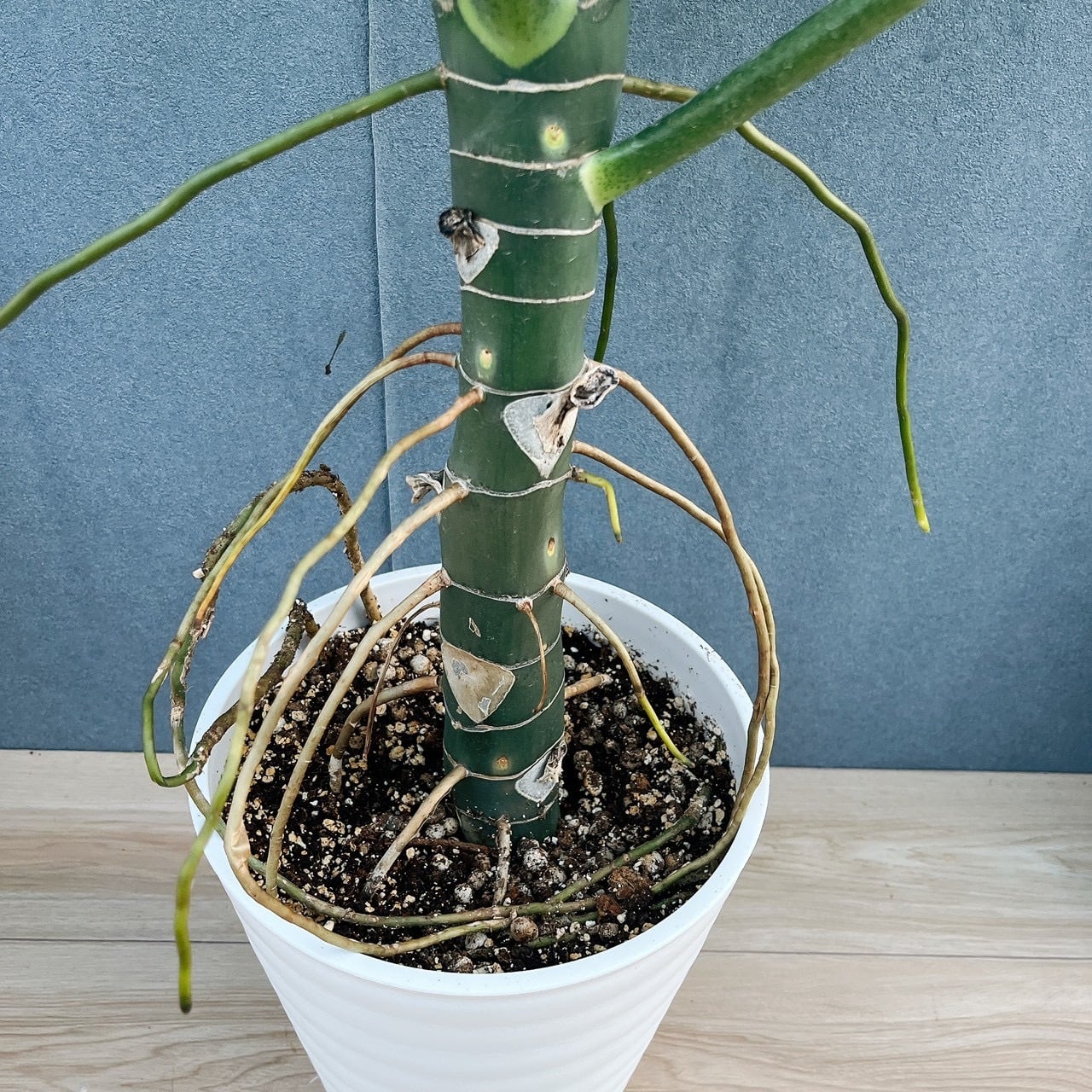 ［現品］【希少】1番　フィロデンドロン　ワルセウィッチー　8号　観葉植物　レア 現品］【希少】1番 ☆珍しい☆ フィロデンドロン ワルセウィッチー 8号