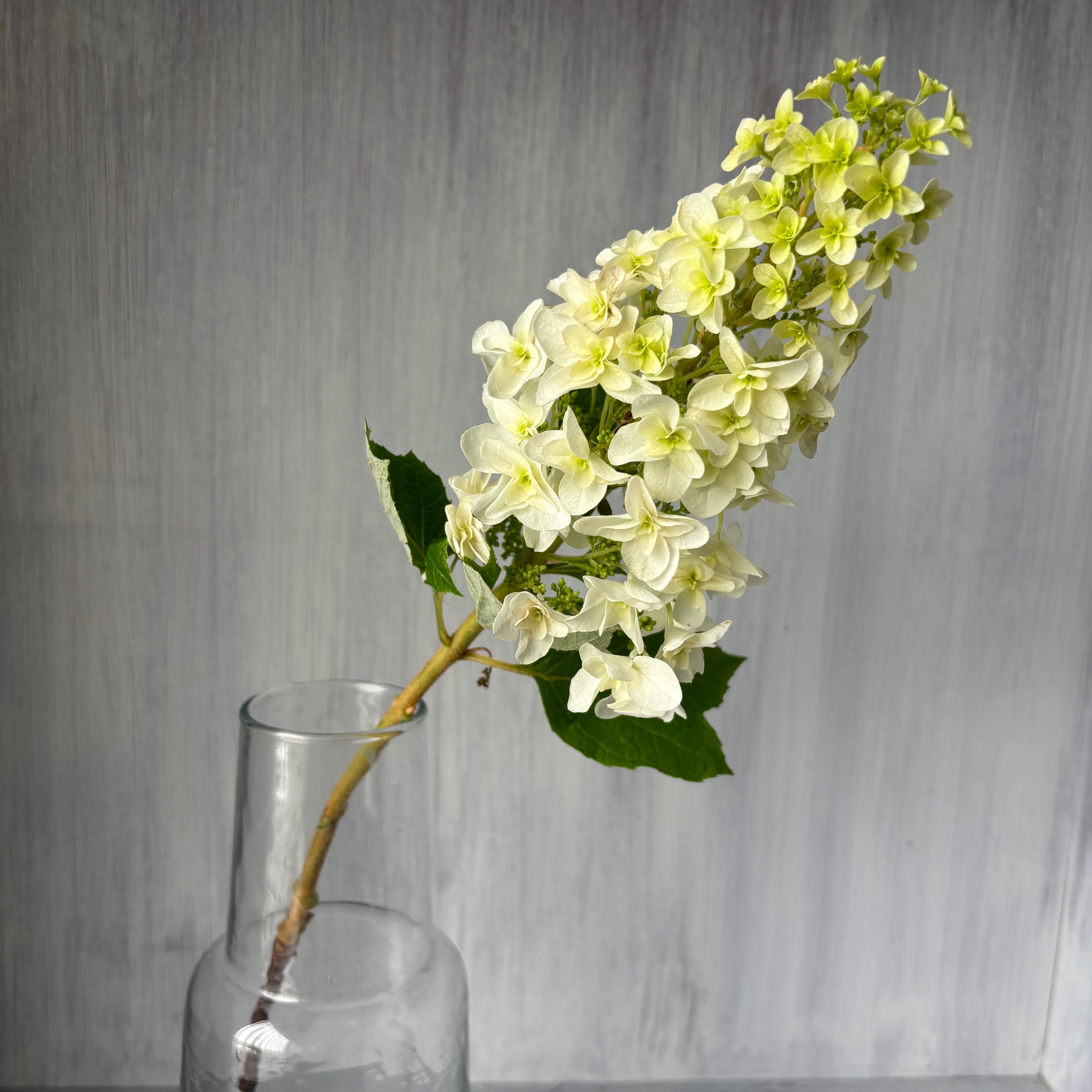 大株　西洋アジサイ【カシワバアジサイ】　地植え⑤　クロッカス・ヒヤシンス付き 季節のお宝商品 即出荷】 カシワバアジサイ 5本 | 新鮮お花問屋 Jp