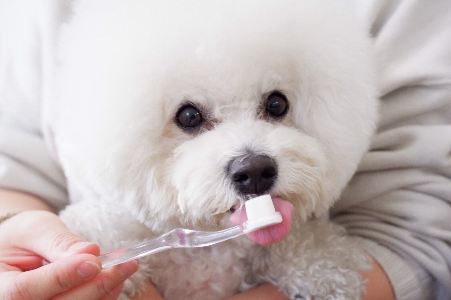 泡雪-AWAYUKI- | wankomania Online